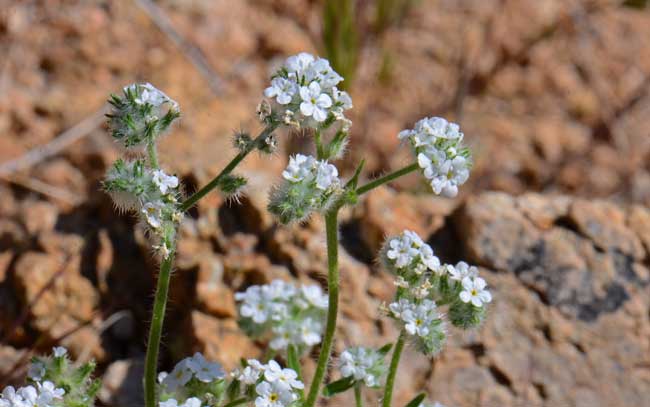 Narrowstem Cryptantha blooms from May to June in elevations ranging from 1,500 to 7,000 feet. Cryptantha gracilis Narrowstem Cryptantha blooms from May to June in elevations ranging from 1,500 to 7,000 feet. Cryptantha gracilis